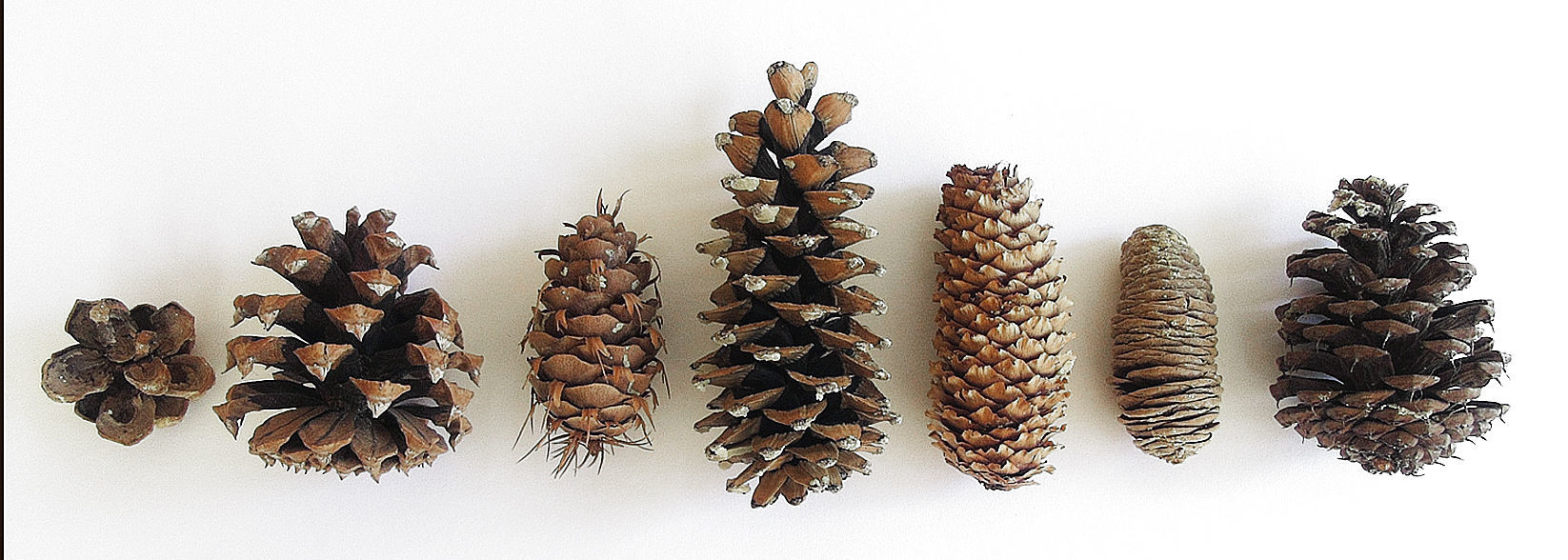 Conifer cones